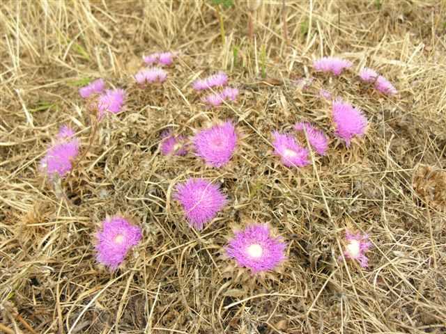 cardo rosa - Atractylis gummifera